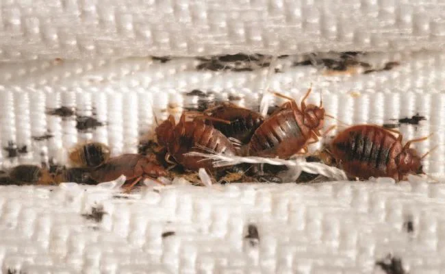 Doğal Tahta Kurusu İlacı Var mı?